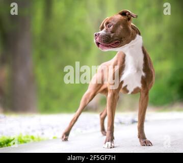 Un Boxer rosso e bianco x Pit Bull Terrier misto razza cane in piedi all'aperto Foto Stock