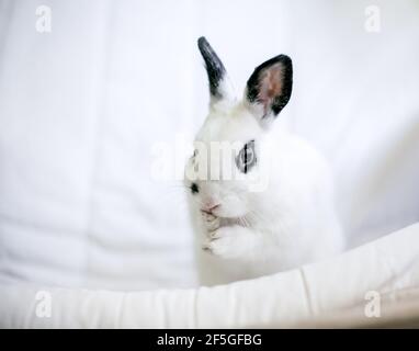 Un coniglio nero e bianco carino Dwarf che si grooming e lavando il viso Foto Stock