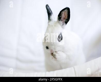 Un coniglio nero e bianco carino Dwarf che si grooming e lavando il viso Foto Stock