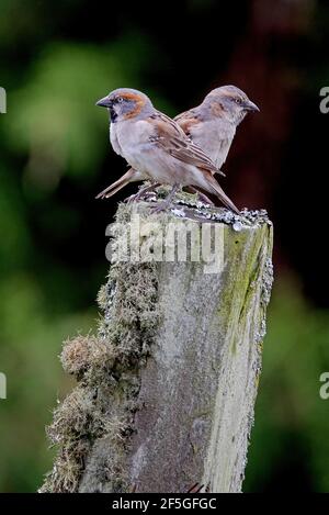 Kenya Sparrow (Passer rufocinctus) Coppia appollaiato sul vecchio palo della recinzione Kenya Ottobre Foto Stock