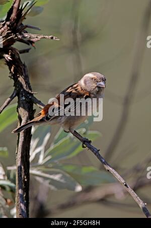 Kenya Sparrow (Passer rufocinctus) femmina arroccato sul lago di Twig morto Naivasha, Kenya Novembre Foto Stock