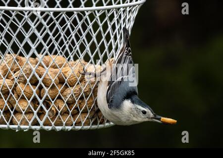 Nuthatch che tiene una arachidi nel suo becco mentre aggrappato ad un cesto di filo pieno di arachidi. Foto Stock