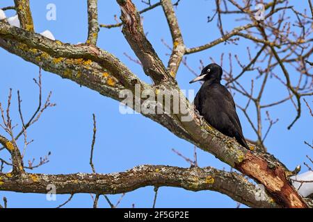 Picchio nero usando la sua fattura per scavare per insetti in un albero. (Dryocopus martius) Picchio nero femmina alimentazione Foto Stock