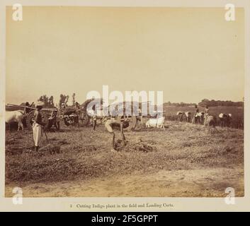 Impianto di taglio Indigo sul campo e cart di carico. Oscar Mallitte (inglese, circa 1829 - 1905) Foto Stock