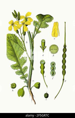 Raphanus raphanistrum - Deutschlands flora in abbildungen nach der Europa - vol. 6 - t. 40 - pulire senza legenda. Foto Stock