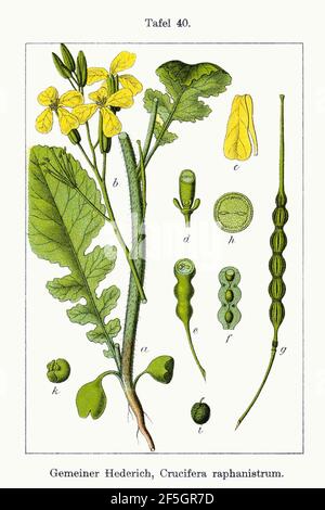 Raphanus raphanistrum - Deutschlands flora in abbildungen nach der Europa - vol. 6 - t. 40 - pulire. Foto Stock