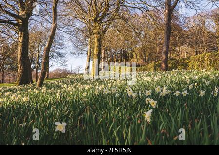 Un sacco di fiori di narcisi bianchi e gialli fioriscono nel Parc Llewelyn, parco britannico in primavera, Swansea, Galles, Regno Unito Foto Stock