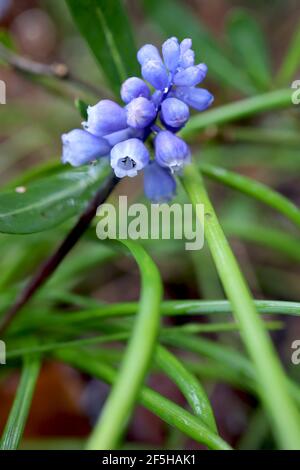 Muscari dolicanthum / Muscari steupii giacinto d'uva in miniatura – minuscoli fiori blu violacei a forma di urna, marzo, Inghilterra, Regno Unito Foto Stock