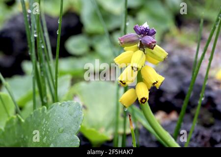 Muscari macrocarpo ‘profumo d'oro’ Giacinto d'uva profumo d'oro - minuscoli fiori viola e gialli a forma di urna, marzo, Inghilterra, Regno Unito Foto Stock