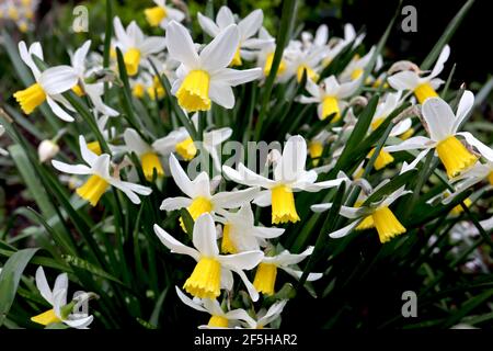 Narcissus ‘Trena’ / Daffodil Trena Division 6 Cyclamineus Daffodils Daffodils con petali bianchi spazzati e trombe lunghe gialle, marzo, Inghilterra, Foto Stock