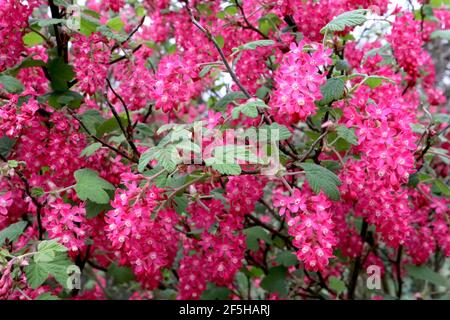 Ribes sangineum flowering currant ‘Pulborough Scarlet’ – racemi di fiori rosa profondi e foglie verdi di palmate, marzo, Inghilterra, Regno Unito Foto Stock