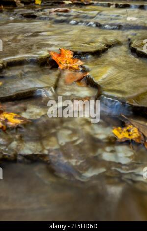 La foglia arancione si aggraffa alla roccia nel ruscello Creek sotto Blue Cascate di Hen nel Parco Nazionale della Cuyahoga Valley Foto Stock