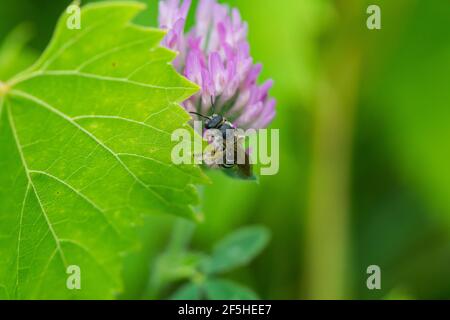 Zampe di solco con zampe arancioni sui fiori Red Clover Foto Stock