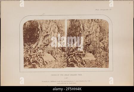 Tronco del Grande albero del Drago. Charles Piazzali Smyth (British, 1819 - 1900) Foto Stock