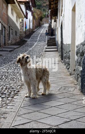 Un cane in una strada posteriore in Cusco, Perù Foto Stock