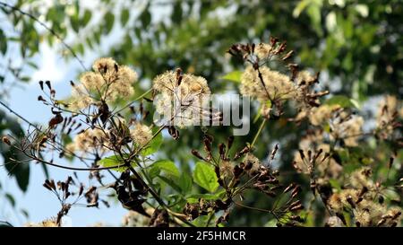 Bella vista di un rami secchi pieno di semi secchi e fiori su una pianta selvaggia Foto Stock