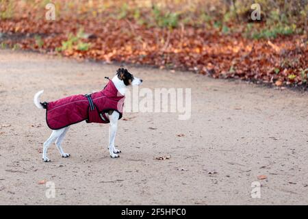 Fox Terrier cane con testa scura, indossando un cappotto cremisi a corpo intero durante una passeggiata in un parco in una fredda giornata autunnale. Foto Stock