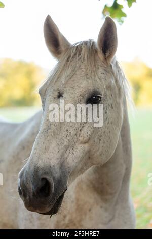 Primo piano verticale della testa e del volto di una bellissima pulce morsa o cavallo grigio mela sotto la luce soffusa del giorno, le orecchie puntavano in avanti Foto Stock