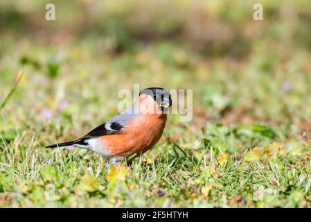 Un maschio Bullfinch (Pyrrhula pyrrhula) nel Regno Unito Foto Stock