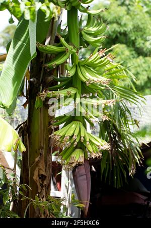 Un lungo grappolo di banane verdi, immature e in crescita su una pianta di cavendish. Molte mani possono essere viste con il rossastro fiore punta, cuore. Foto Stock