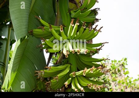 Un mazzetto o un gambo di banane non mature che crescono su una pianta di cavendish con foglie verdi e fogliame. Si possono vedere due mani del frutto. Foto Stock