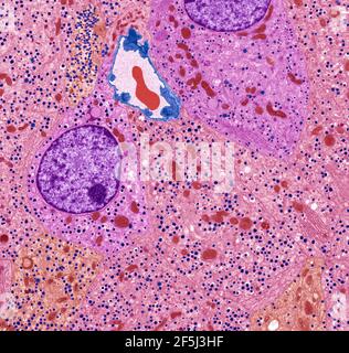 Cellule dell'isolotto pancreatico, TEM Foto Stock