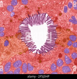 Microvilli intestinali, TEM Foto Stock