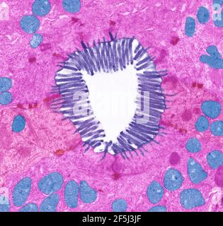 Microvilli intestinali, TEM Foto Stock