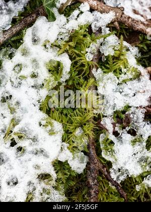 Paesaggio intimo di neve appena caduta su muschio, modelli astratti in natura Foto Stock