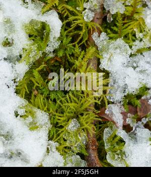 Paesaggio intimo di neve appena caduta su muschio, modelli astratti in natura Foto Stock