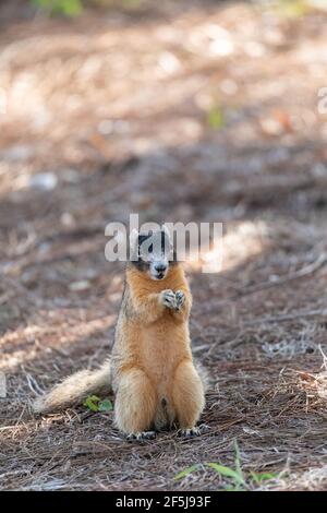 Lo scoiattolo volpe Sciurus niger è a terra e mangia una noce a Napoli, in Florida. Foto Stock