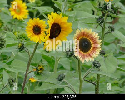 Una varietà di girasoli colorati in un giardino con gemme Foto Stock