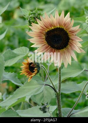 Una bella e unica varietà di girasole in terracotta in un giardino Di girasoli Foto Stock