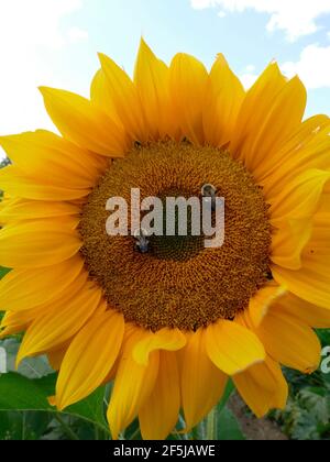 Due Bumblebees impollinando un gigante russo Mammoth Sunflower Foto Stock