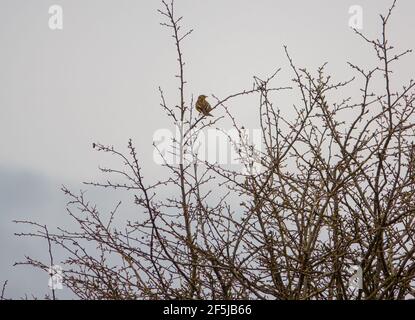 Pannocchie di mais (Emberiza calandra) siede sui rami superiori di un cespuglio intrecciato Foto Stock