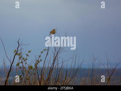 Pannocchie di mais (Emberiza calandra) siede sui rami superiori di un cespuglio intrecciato Foto Stock