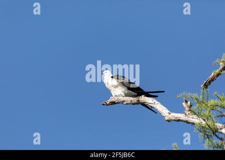 Aquilone dalla coda di rondine Elanoides forficatus uccello di preda perches su un ramo per pulire le sue piume a Napoli, Florida. Foto Stock