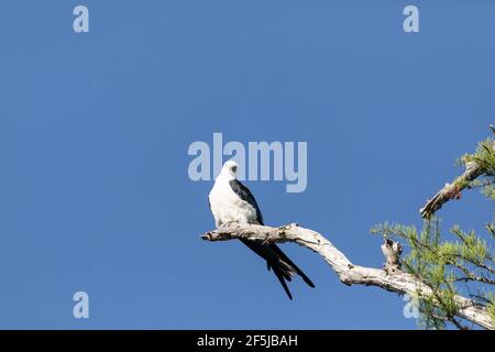 Aquilone dalla coda di rondine Elanoides forficatus uccello di preda perches su un ramo per pulire le sue piume a Napoli, Florida. Foto Stock