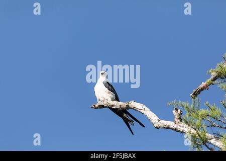 Aquilone dalla coda di rondine Elanoides forficatus uccello di preda perches su un ramo per pulire le sue piume a Napoli, Florida. Foto Stock