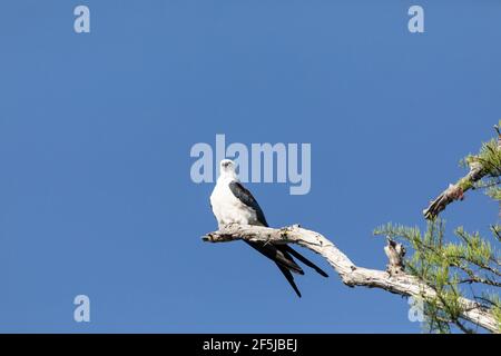 Aquilone dalla coda di rondine Elanoides forficatus uccello di preda perches su un ramo per pulire le sue piume a Napoli, Florida. Foto Stock