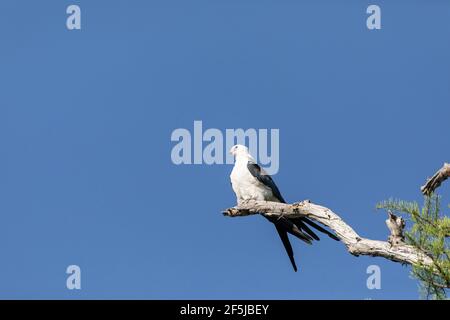 Aquilone dalla coda di rondine Elanoides forficatus uccello di preda perches su un ramo per pulire le sue piume a Napoli, Florida. Foto Stock