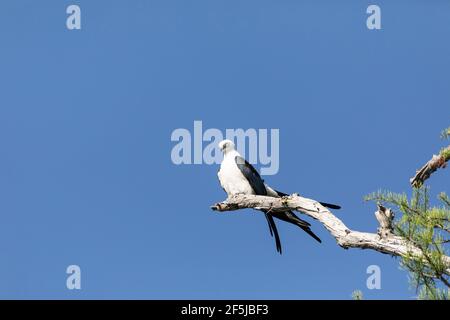 Aquilone dalla coda di rondine Elanoides forficatus uccello di preda perches su un ramo per pulire le sue piume a Napoli, Florida. Foto Stock