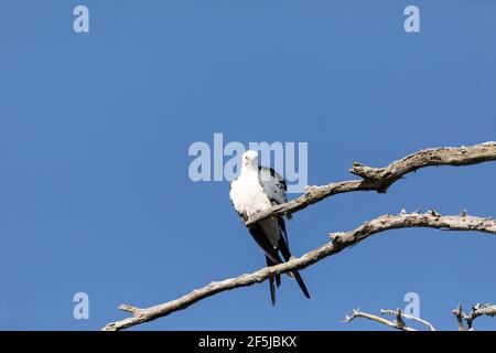 Aquilone dalla coda di rondine Elanoides forficatus uccello di preda perches su un ramo per pulire le sue piume a Napoli, Florida. Foto Stock