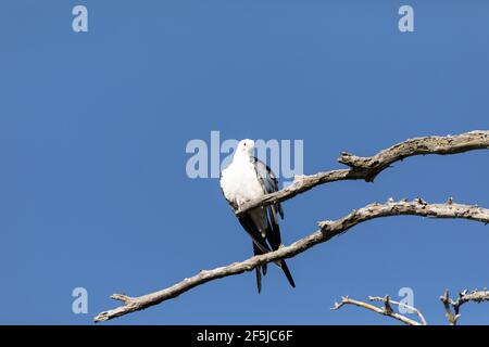 Aquilone dalla coda di rondine Elanoides forficatus uccello di preda perches su un ramo per pulire le sue piume a Napoli, Florida. Foto Stock