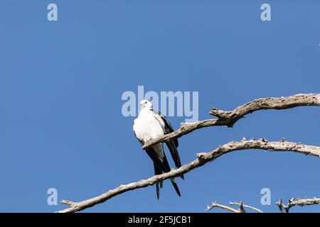 Aquilone dalla coda di rondine Elanoides forficatus uccello di preda perches su un ramo per pulire le sue piume a Napoli, Florida. Foto Stock