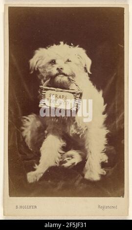 'Sraps ricevuto' piccolo cane bianco che tiene un cesto in bocca. S. Hollyer (inglese, attivo dal 1860 al 1870) Foto Stock