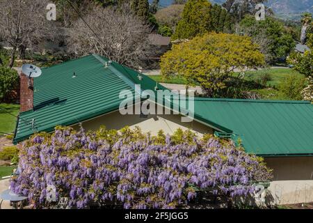 Glicine in fiore da una residenza. Foto Stock