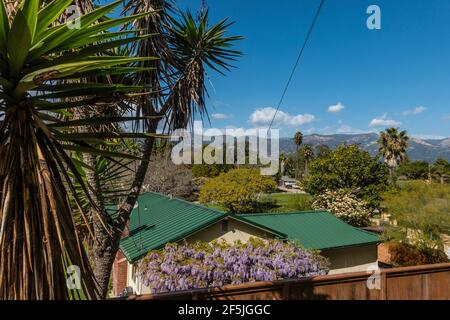 Glicine in fiore da una residenza. Foto Stock