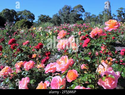 Homely Public Gardens in Australia, ben Swanes Rose Walk, Victoria Park a Goulburn, nuovo Galles del Sud, Australia. Foto Stock