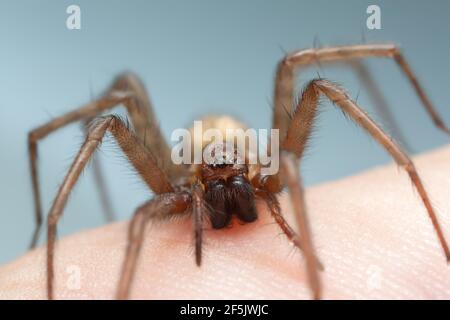 Stalla imbuto tessitore, Tegenaria domestica ragno sulla pelle umana, questo ragno può essere spesso trovato in case umane Foto Stock